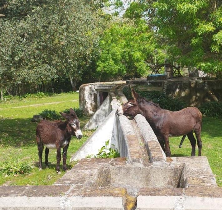 Monte Do Serrado De Baixo エヴォラ エクステリア 写真