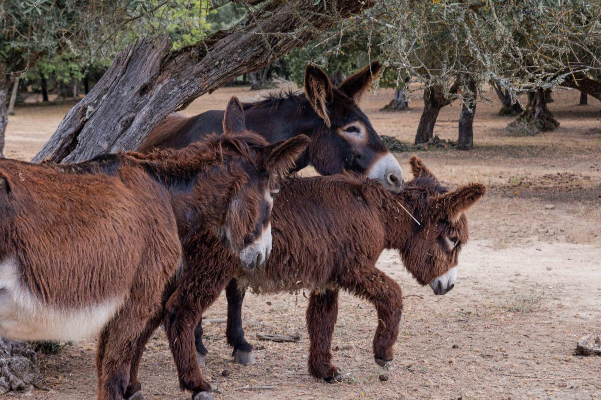 Monte Do Serrado De Baixo エヴォラ エクステリア 写真